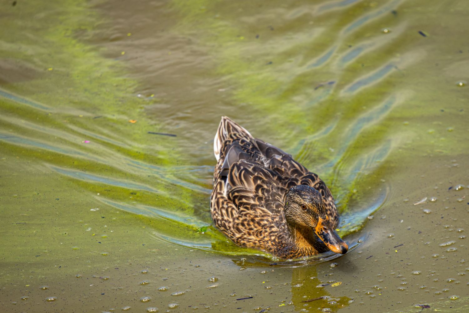 harmful algal bloom