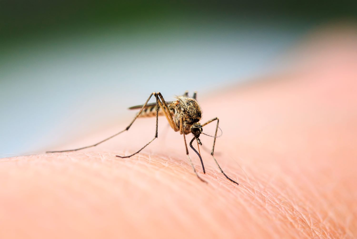Mosquito