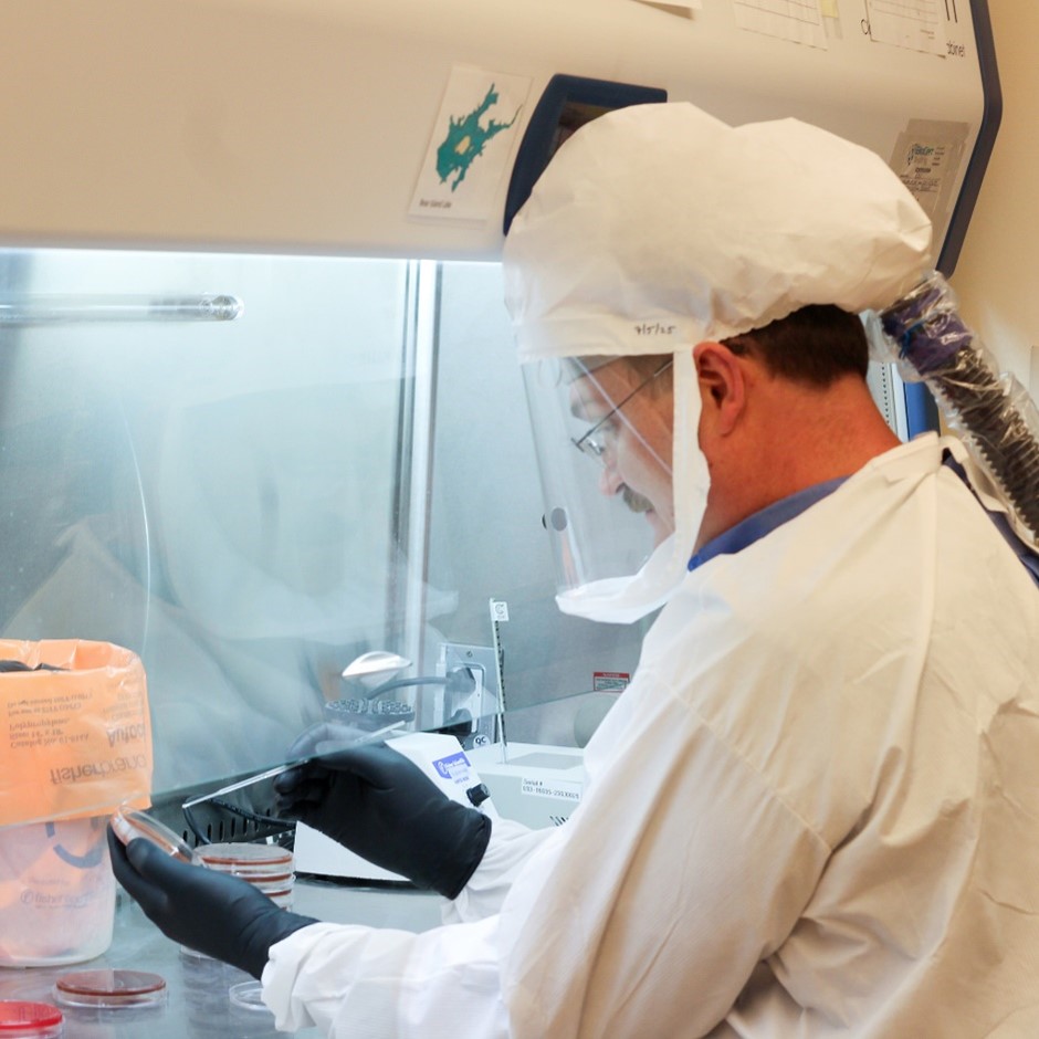 Minnesota Department of Health laboratory scientist wearing respirator and personal protective equipment checks agar plates for F. tularemia bacteria in a biosafety cabinet