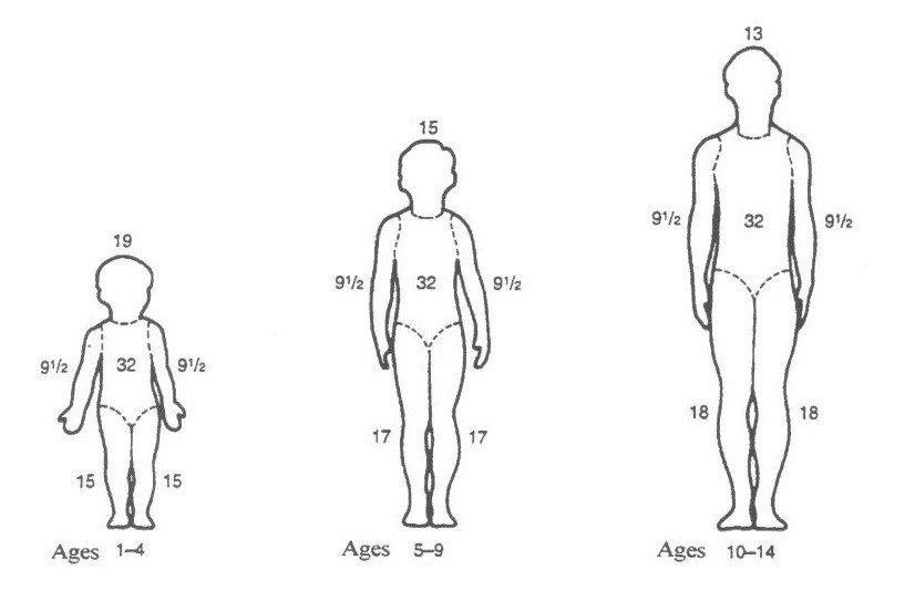 Rule of Nines for children (1-14):Child ages 1-4:Head 19%Each Arm 9.5%Thorax 32%Each Leg 15%Child ages 5-9:Head 15%Each Arm 9.5%Thorax 32%Each Leg 17%Child ages 10-14Head 13%Each Arm 9.5%Thorax 32%Each Leg 18%