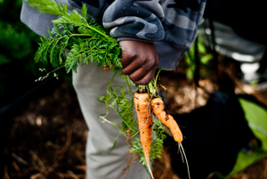 kid holding carrots