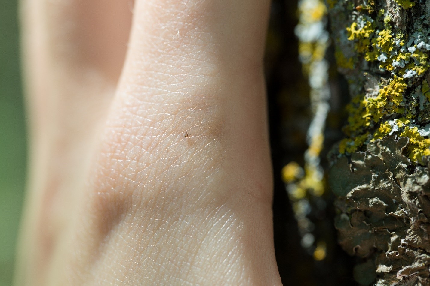 Tick nymph on a person's hand