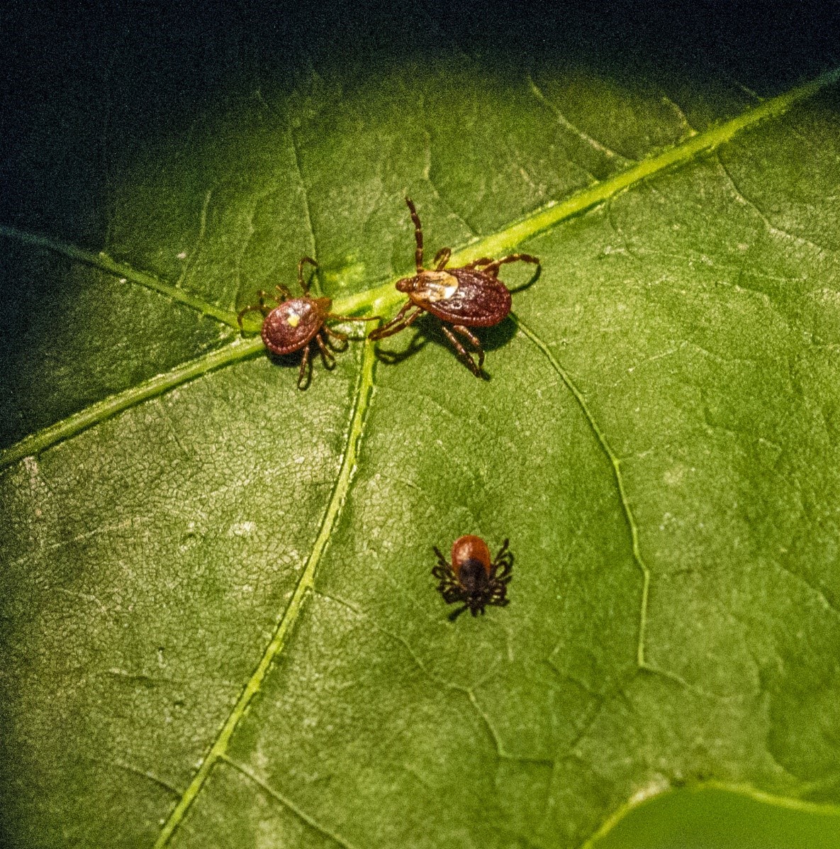 Image showing the different appearences of different tick varieties.